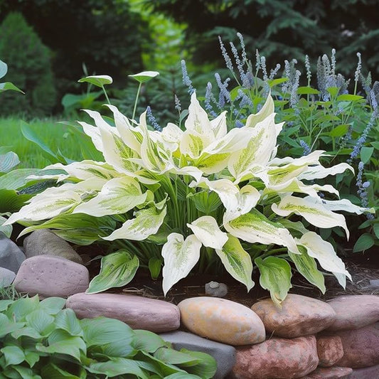 2pk White Feather Hosta Bare Roots - Perennial Cream & Green Foliage, Low-Maintenance Plant
