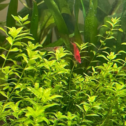 Mainam Pearl Weed Hemianthus Micranthemoides Potted US Nursery Live Aquarium Plants Decorations Freshwater Fish Tank Aquatic Plant3 Days Live Guaranteed
