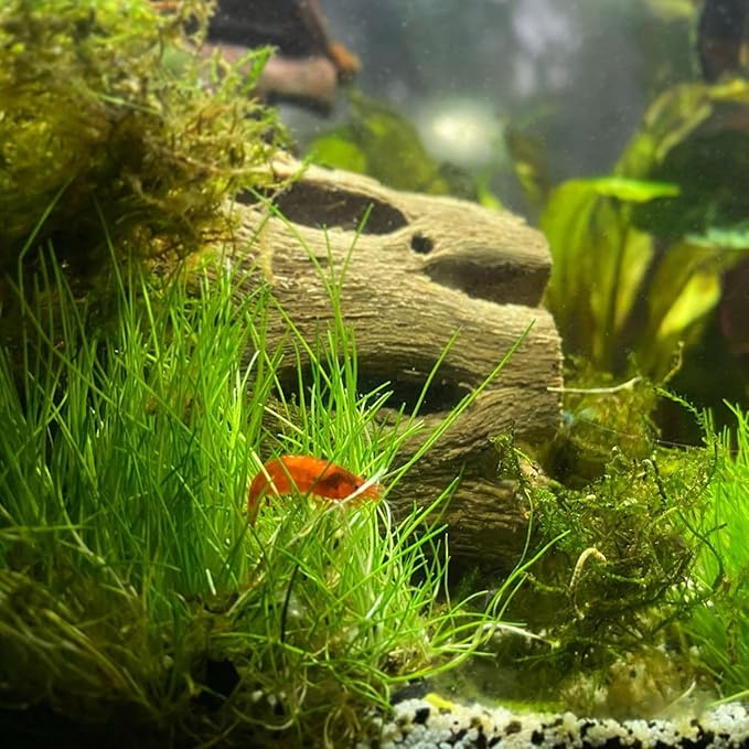 Dwarf Hairgrass Eleocharis Parvula Tissue Culture Vitro Grown Freshwater Aquarium Live Plant for Fish Tank Carpet Decoration