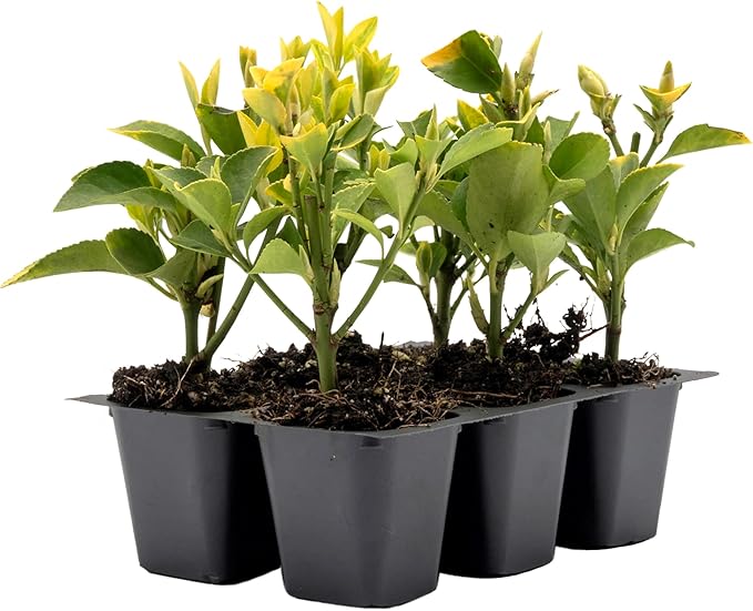 6 Golden Euonymus Shrubs | Live Plants in 2.5-inch Nursery Cubes | Japonica ‘Aureo-Marginatus’ Variety | Easy-Care Evergreen | Variegated Yellow-Green Foliage | Hedges & Shrubs for Home & Garden
