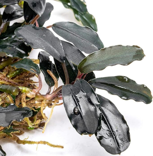 SubstrateSource Bucephalandra Deep Purple Live Aquarium Plant - Natural Freshwater Fish Tank Decorations and Aquatic Decor (Plant (10-15 Leaves))
