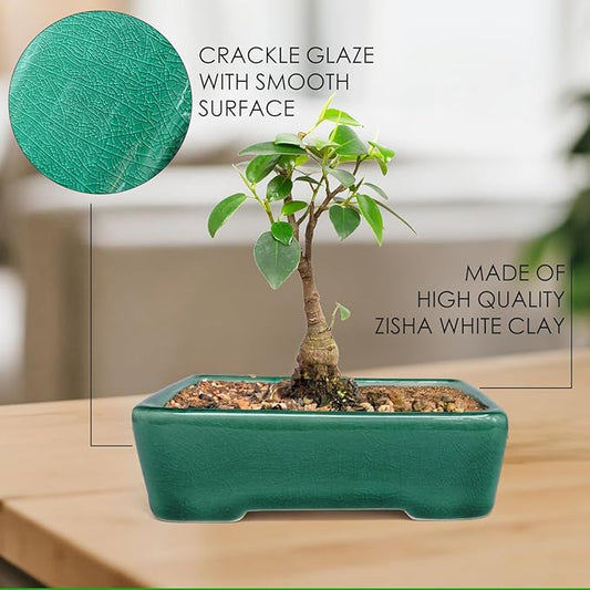 Set of 2 Zisha White Clay Bonsai Pot Glazed Shallow Succulent Planter Green