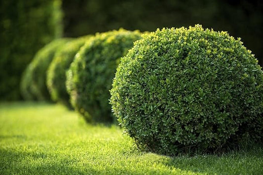 Japanese Boxwood | 5 Live 4 Inch Pots | Buxus Microphylla | Formal Evergreen Low Maintenance Hedge Plants