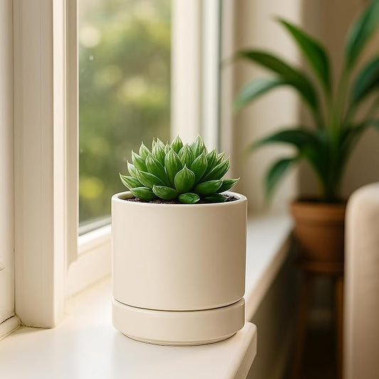 D'vine Dev Set of 2 Plants Pots, 4.7 Inch Ceramic Planter Pot for Plants with Drainage Hole and Saucer, Oatmeal, 94-V-B-8