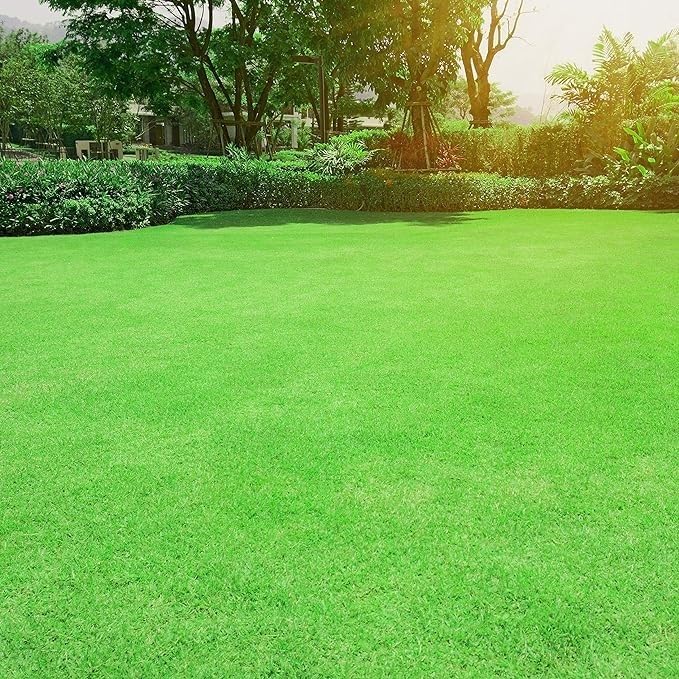 Outsidepride Oasis Bermuda Grass Seed - 25 lbs Warm Season, High Traffic, Heat Resistant, Drought-Tolerant, Low-Maintenance, Fast Growing Turf Grass for Lawn, Ideal for Sunny Areas, Thick Coverage