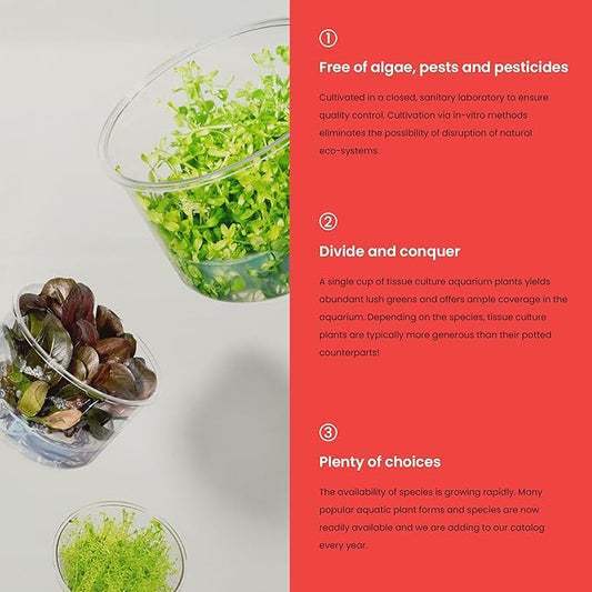 Ultum Nature Systems Glossostigma Elatinoides Tissue Culture Live Plant for Aquarium, Aquascape, Freshwater Fish Tanks - 100% Snail Free in Vitro