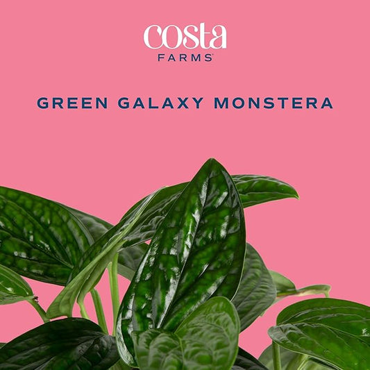 Costa Farms Green Galaxy Monstera, Rare Unique Live Indoor Plant in 6-Inch Self-Watering Houseplant Pot, Potting Soil, Trending Tropicals Collection, Room and Home Decor