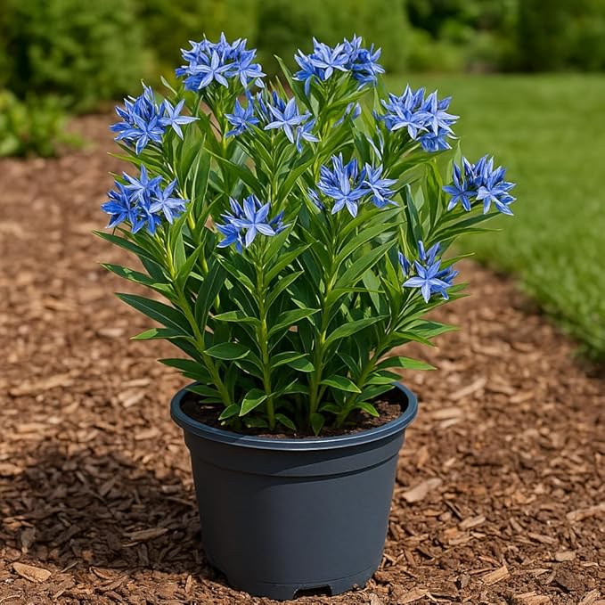 Perennial Farm Amsonia X 'Blue Ice' – Live Perennial in #1 Container, Clusters of Deep Blue Star-Shaped Blooms, Compact Habit, Drought Tolerant, Low Maintenance, Ideal for Borders & Landscapes