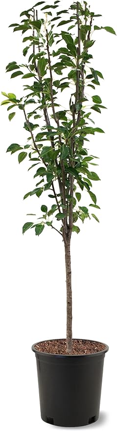 American Plant Exchange Pineapple Pear Trees, 5 Gallon Pot, 3-4ft Tall, Semi-Self Pollinating, Live Fruiting Tree, Large Outdoor Landscape Plant, White Flowers, Ideal for Fresh Eating or Canning