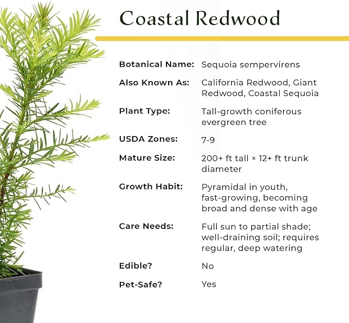 3 Coastal Redwood in 3.5” Nursery Cubes (Sequoia sempervirens) | Majestic Evergreen Tree for Shade, Privacy & Wildlife Support | Ready-to-Plant Live Starter Plants