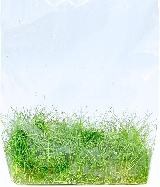Dwarf Hairgrass Eleocharis Parvula Tissue Culture Vitro Grown Freshwater Aquarium Live Plant for Fish Tank Carpet Decoration
