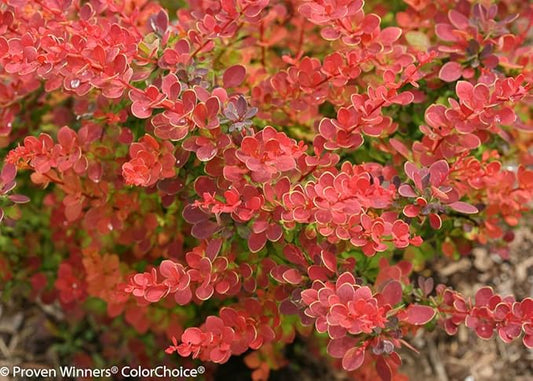 SUNJOY® Tangelo™ Berberis thunbergii- Proven Winners - 4" Pot