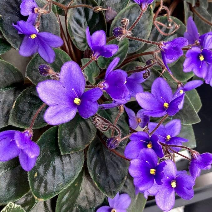 Park Seed African Violet Flower Plant Seeds, Easy to Grow, Perfect for Spring Garden, Heirloom, Pack of 50