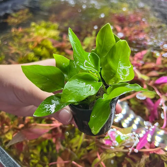 SubstrateSource Anubias Live Aquarium Plants - Potted Freshwater Plant for Fish Tanks, Terrariums - Beginner Friendly Low Light (Nana Golden, 3 Pots)
