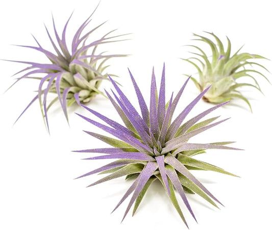 Purple Colorful Tillandsia Air Plants - Long Lasting Color Enhanced Live Tillandsia Succulent House Plants - Home and Garden Decor - Easy Care Indoor and Outdoor (Ionantha Rubra, Single)