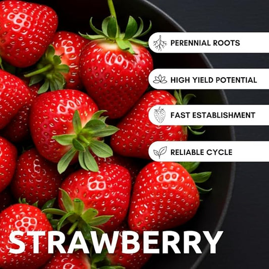 Harvest Glow Strawberry Plants - Grow Tasty Strawberries - Bare Root Plants (20 Plants)