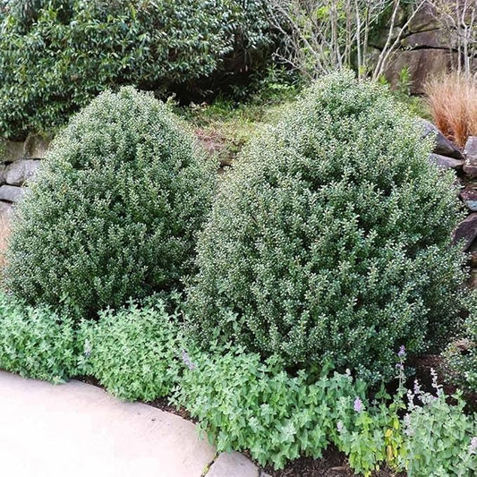 Steeds Holly I 3 Live Plants I Upright Ilex Crenata | Upright Evergreen Shrub for Privacy Screens, Hedges, and Ornamental Landscaping