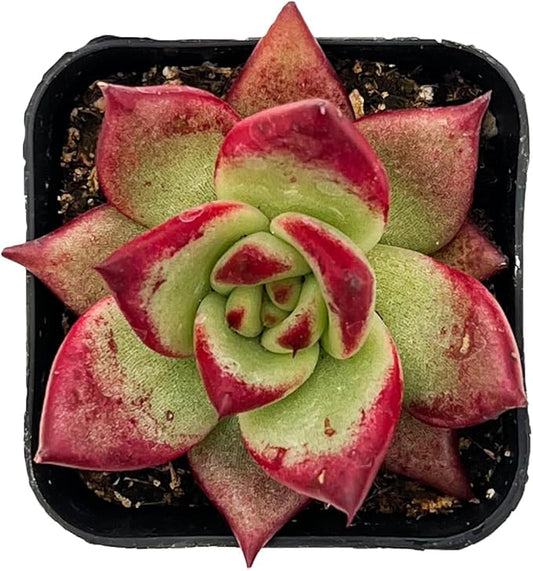 Sprout N Green Echeveria Red Knight | Red Ebony, Mini Live Succulent Fully Rooted in 2 inch Starter Pot, House Plant for Indoor Outdoor Home Office Wedding Decoration Party Favor