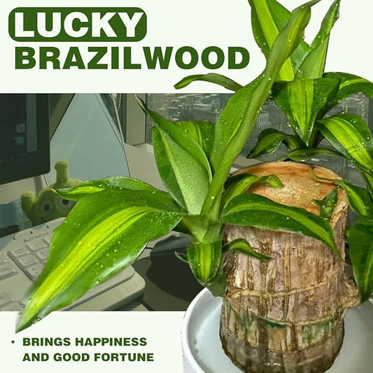 2025 New Lucky Brazilian Wood Potted Plant, Mini Brazil Wood Hydroponic Plant, Desktop Decoration with Plastic Tray