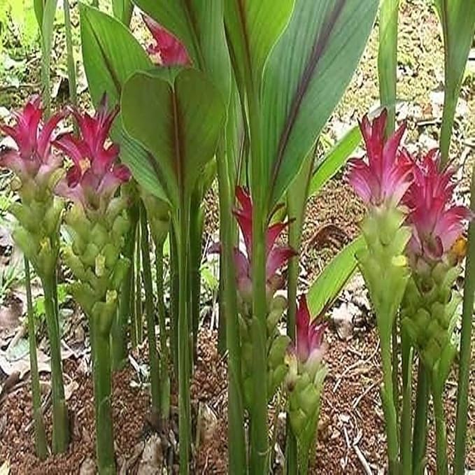 Premium Live Black Turmeric (Curcuma caesia) Plants - Rare Herbal Medicinal Plant, Perfect for Home Gardens (4 Black Turmeric Cups)