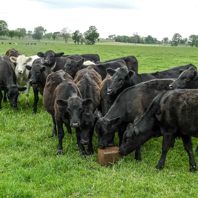 Outsidepride Ryegrass Seeds - 50 lb. Annual, Hardy & Fast-Growing, Cover Crop Seeds for Planting Glossy Dark Green Grass Leaves, Ideal for Hay Foraging, Pasture Grazing & Erosion Control