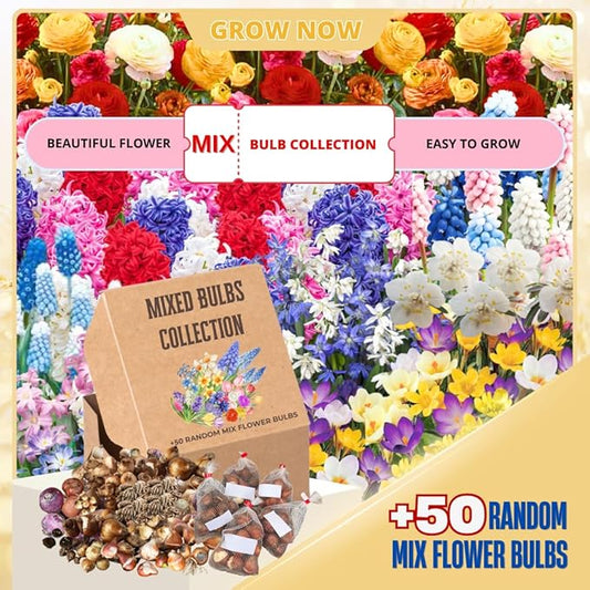 50 Mix Flowers Bulbs for Fall Planting, Perennial Flower Bulbs, Early Spring Flower to Plant Outside, 50 Days of Blooms, Colorful Blooms Groundcover Bulbs, Top Size, 5 Random Varieties