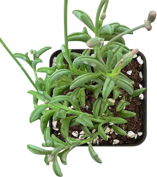 Sprout N Green Live Mini Succulent Plant, 2in String of Dolphins, 1 Pack Rare Succulent Fully Rooted in Pot, Real House Plant for Home Office Wedding Decoration DIY Projects Party Favor