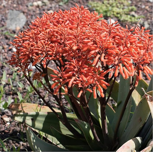 Coral Aloe Plants (Aloe striata) - Live Succulent with Striking Pink Edges and Smooth, Flat Leaves for Indoor/Outdoor Gardening (2 Coral Aloe Cups)
