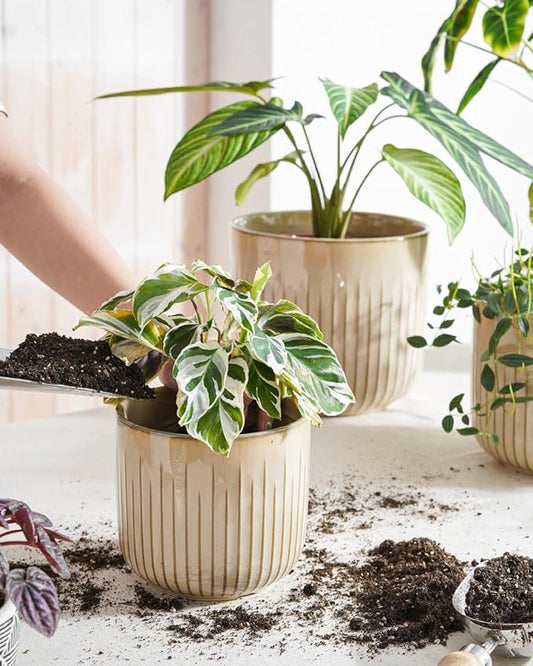 LE TAUCI Fluted Ceramic Planters Set of 3 – 8.3/7 / 5.7 in Cloud Cream Reactive Cylinder Indoor Plant Pots with Drainage Plug & Mesh, Glossy Stoneware Flower Pots for Succulents Herbs