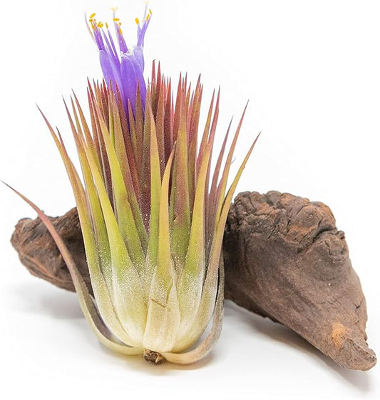 5 Pack Jumbo Air Plant Ionantha Guatemala 'Macho' - Live Tillandsia Succulent House Plants - Available in Wholesale and Bulk - Home and Garden Decor - Easy Care Indoor/Outdoor Air Plants