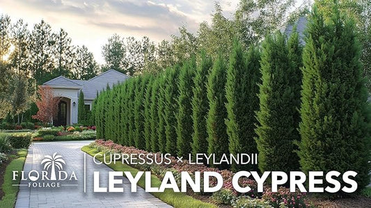 Leyland Cypress | 20 Live Plants | Cupressus × leylandii | Fast Growing Evergreen Trees | Privacy Hedge Plants for Landscaping