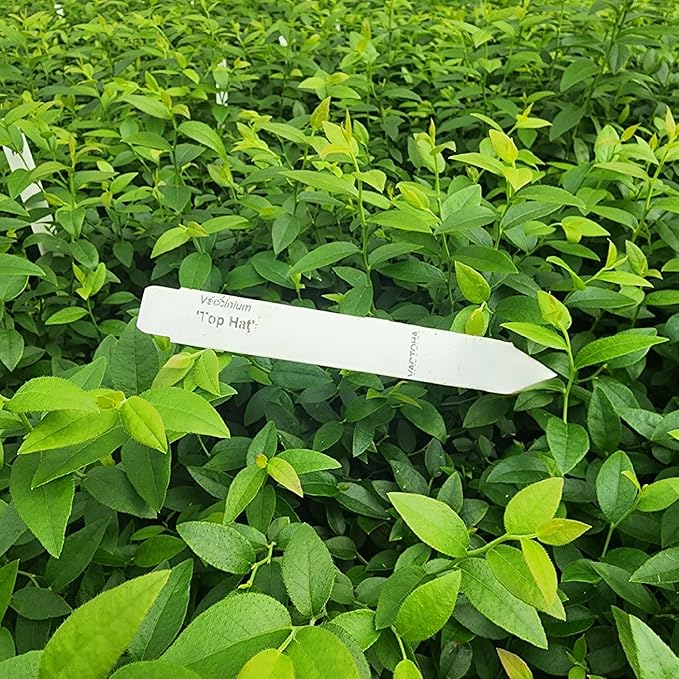 Pink Lemonade Blueberry (Top Hat)