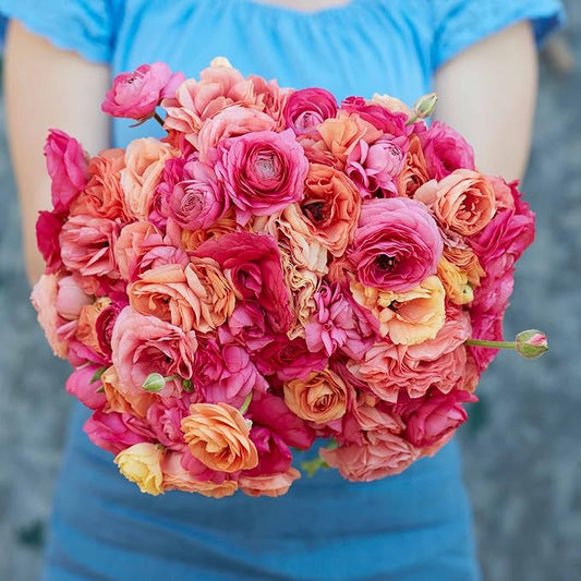 Eden Brothers Ranunculus Bulbs - Lipstick Mix