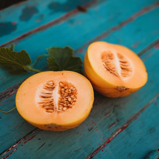 Minnesota Midget Melon - 25 Seeds - Heirloom Melon Variety, Great for Containers, Sweet & Easy-2-Grow, Non-GMO Cantaloupe Seeds for Planting Outdoors in The Home Garden, Thresh Seed Company