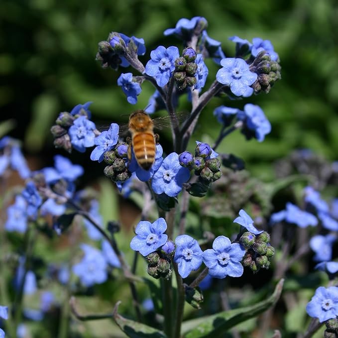 Bentley Seed Co. | in Remembrance Love Left Behind Non-GMO, Non-Coated Forget Me Not | Gardening Gifts | Flower Seeds for Planting | Growing Plants in Memory | Pack of 25