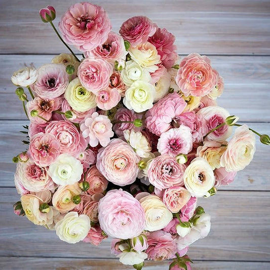 Eden Brothers Ranunculus Bulbs - Porcelaine