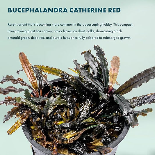 SubstrateSource Live Plants - Bucephalandra Catherine Red - Low Light, Dark Green to Red Accent for Foreground to Midground Freshwater Aquarium Aquascaping - Pot