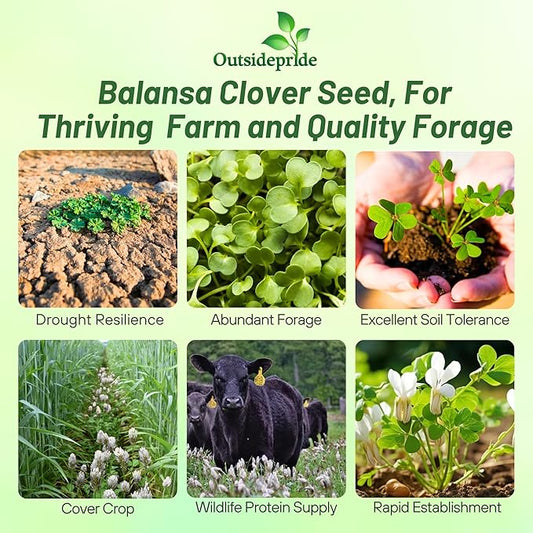 Outsidepride Fixation Balansa Clover Seeds for Lawn - 10 lbs. Coated & Inoculated, Cold Season, Drought Tolerant Cover Crop Seeds, Ideal for Erosion Control, Pasture, & Pollinator-Friendly Garden