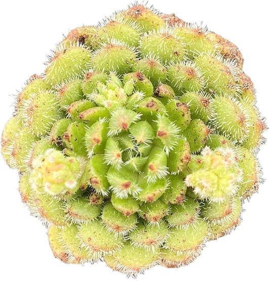 Sprout N Green Echeveria setosa 'Aoinagisa', 1 Live Succulent Plant Fully Rooted in 2" Pot, House Plant for Indoor Outdoor Home Office Wedding Decoration DIY Project Party Favor