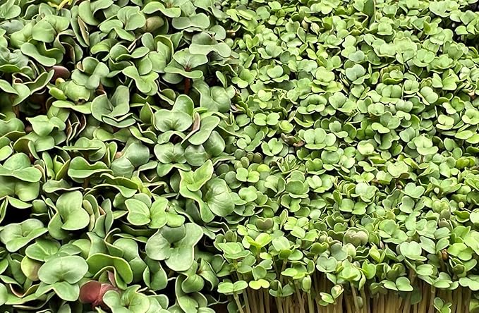 All-Natural Hemp Mat for Growing Microgreens 10" x 20" – Water Retention, High Germination, Ideal for Microgreens, Sprouts & Wheatgrass – Premium Hemp Fiber Grow Pads for Optimal Plant Health(10 Pack)