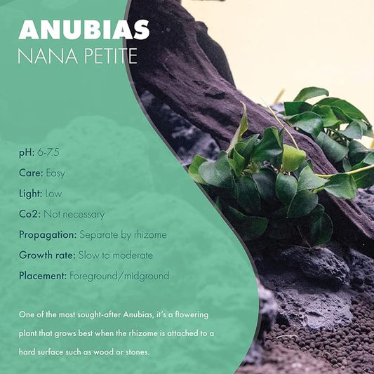 SubstrateSource Anubias Live Aquarium Plants - Potted Freshwater Plant for Fish Tanks, Terrariums - Beginner Friendly Low Light (Nana Petite, 5 Pots)