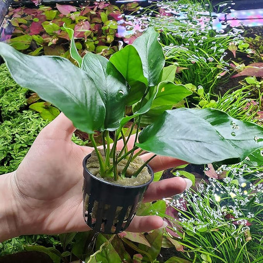 SubstrateSource Anubias Live Aquarium Plants - Potted Freshwater Plant for Fish Tanks, Terrariums - Beginner Friendly Low Light (Barteri, 1 Pot)