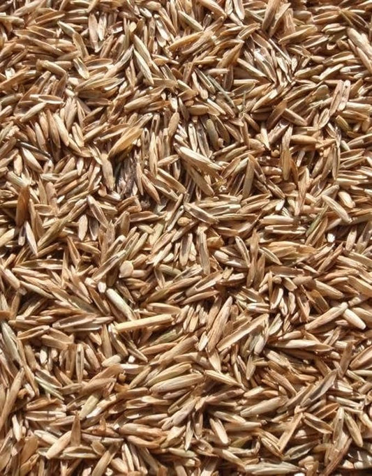 Perennial Ryegrass Seeds – 1 Pound Premium Quality Non-GMO Grass Seed for Lawns, Pastures, and Sports Fields