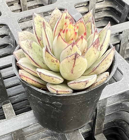 Sprout N Green Echeveria Cinderella, Rare Live Succulent Plant Fully Rooted in 2" Planter with Soil, Home Office Indoor Outdoor Wedding Decoration DIY Projects Party Favor
