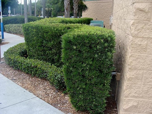 Podocarpus Japanese Yew | 40 Live Plants | Podocarpus Macrophyllus | Evergreen Shrub, Low Maintenance, Drought Tolerant, Privacy Screen Landscaping, Fast Growing, Ornamental Foliage