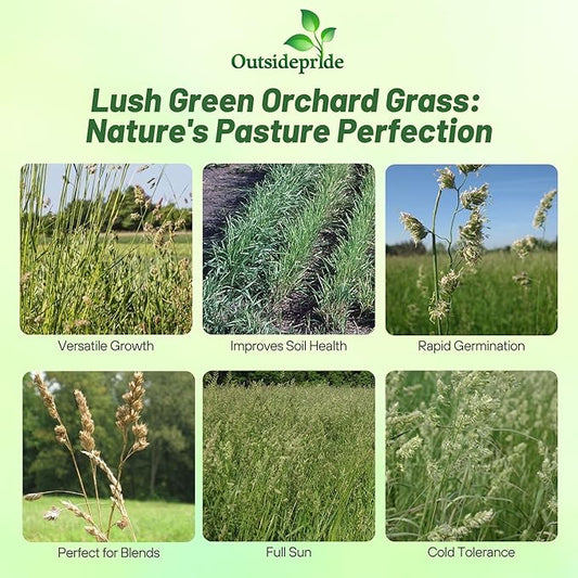 Outsidepride Grazer Orchard Pasture Grass Seed - 25 Lbs. Perennial, Drought & Shade Tolerant, Winter Hardy Fescue Seed for Hay, Grazing, Silage, Greenchop, Goat Feed, & Lawn Use