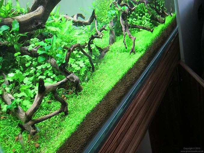 Foreground Potted Live Aquarium Plants | Freshwater Aquatic Plants for Aquariums (Potted Monte Carlo, 5 Pack)