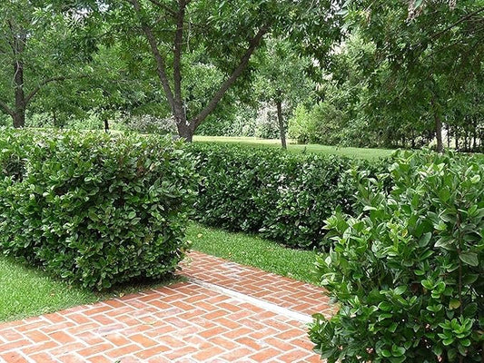 Viburnum Suspensum | 2 Large Gallon Size Plants I Sandankwa I Live Durable Evergreen Shrub with Fragrant Blooms, Ideal for Hedges, Privacy Screens, and Ornamental Landscaping