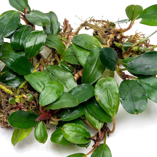 SubstrateSource Bucephalandra Brownie Athena Live Aquarium Plant - Natural Freshwater Fish Tank Decorations, Aquatic Décor - Plant (10-15 Leaves)