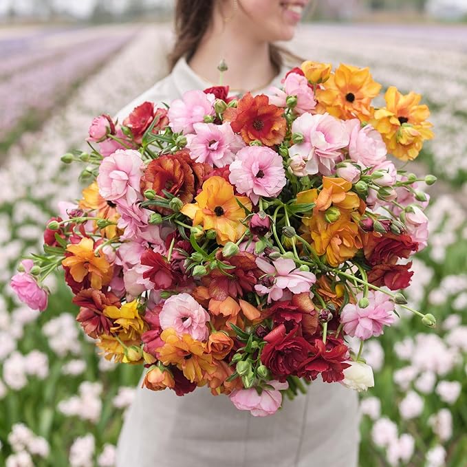 Eden Brothers Butterfly Ranunculus Bulbs - Bright Mix